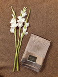 Tissue Silk Saree 02